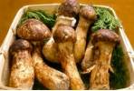 hongo_matsutake