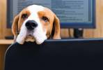 Oficinas 'Pet-Friendly' combaten el estrés laboral