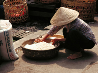 Cambio climático afecta producción arroz fifu