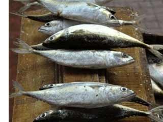 Medidas en pesca afectarían a emergentes fifu