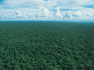 Hidroeléctrica no afectará Amazonia fifu