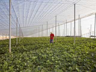Empresas israelíes quieren sembrar desierto mexicano fifu