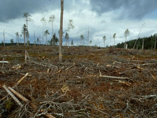 México califica alto en deforestación fifu