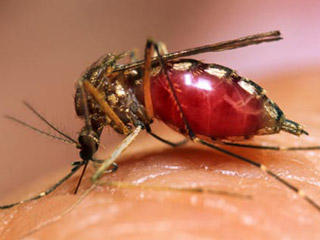 “Karl” dispara los casos de dengue fifu