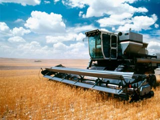 Precios de granos son estables: FAO fifu