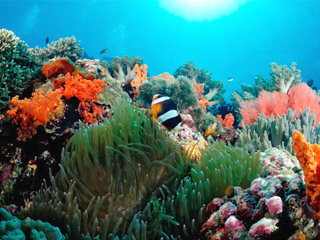 Spots con arrecife de coral para bucear fifu