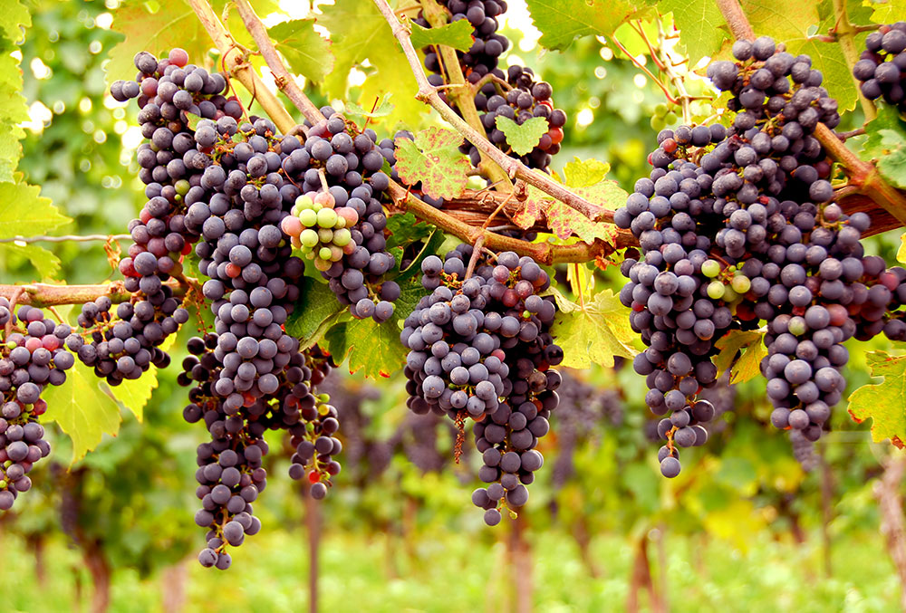 ¡Es tiempo de cosechar uvas! Prepárate para la Vendimia - Alto Nivel