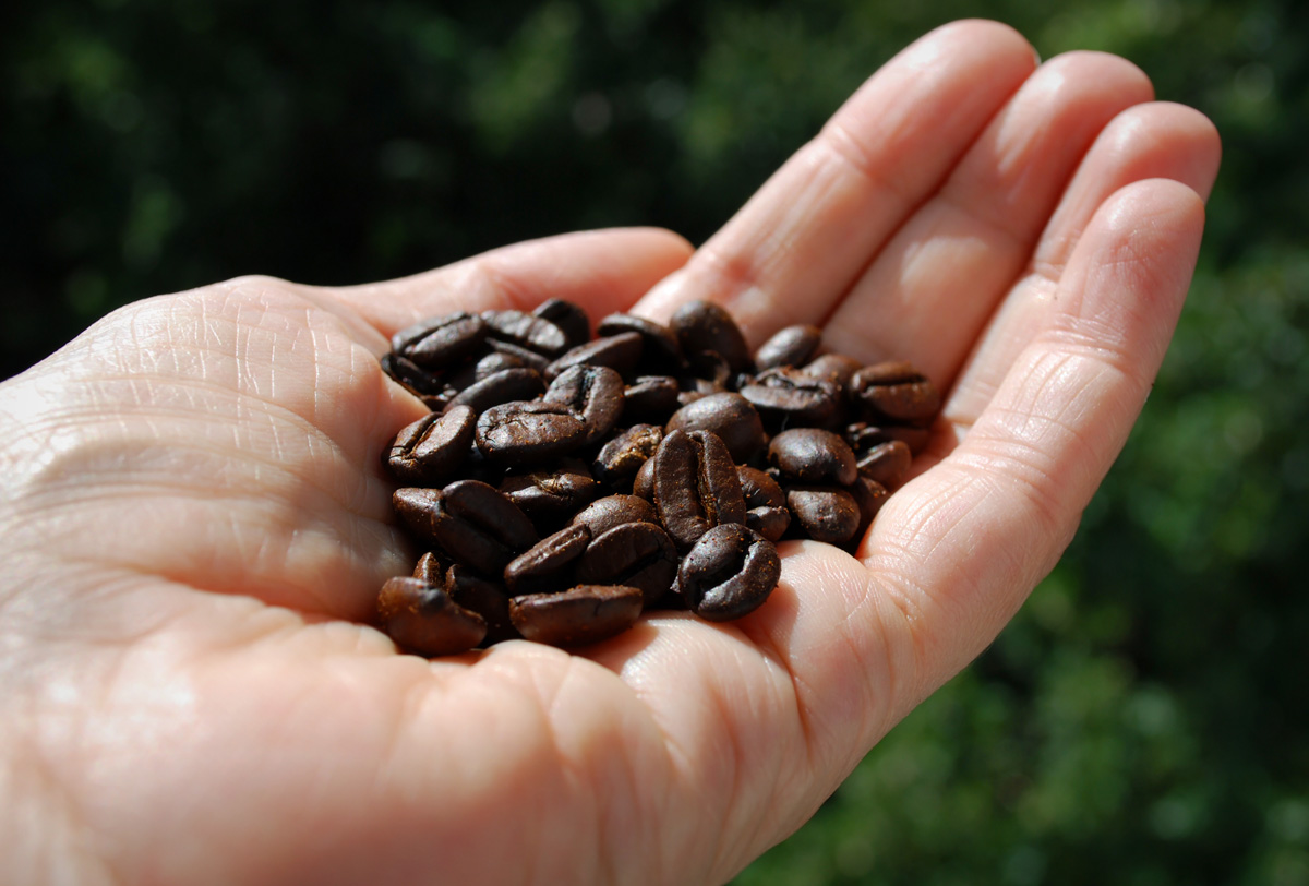 Starbucks ha donado 500,000 plantas de café en México fifu