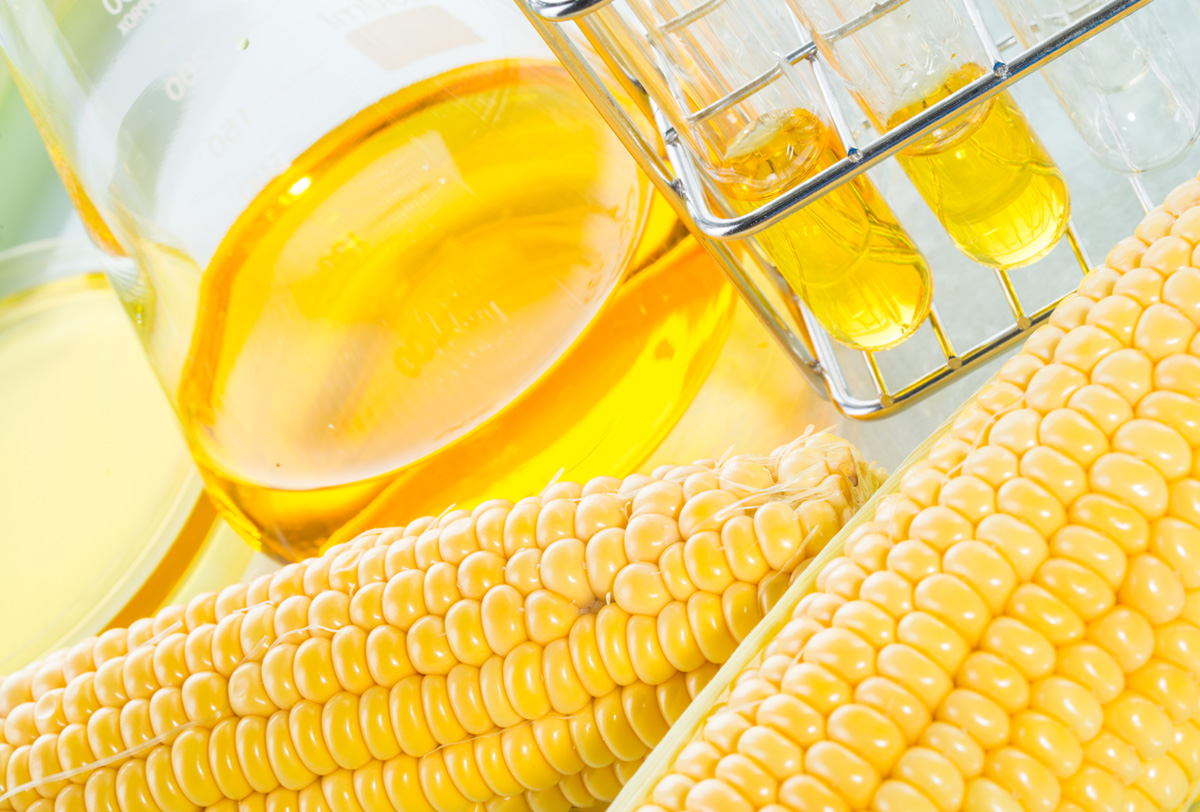 La batalla por el maíz transgénico abre un nuevo capítulo fifu