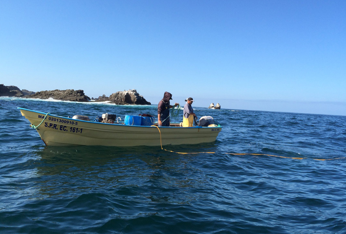 Pesca y acuacultura, en medio del caos y vacíos de ley fifu