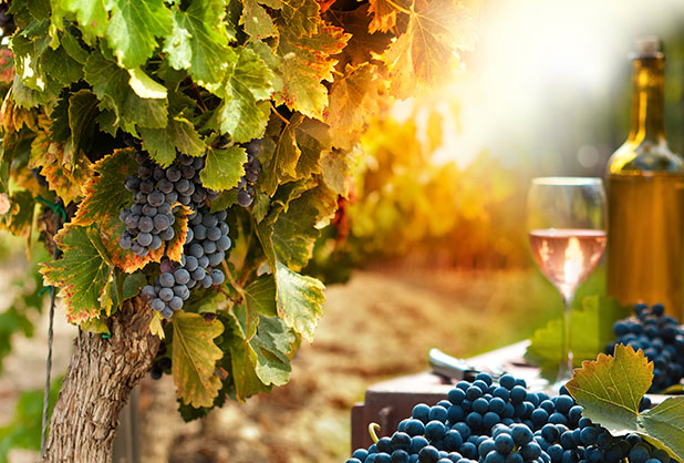 5 regiones vinícolas que no deben faltar en tu cava fifu