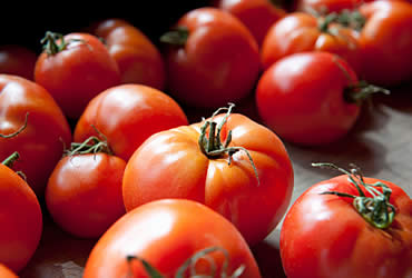 El tomate mexicano, nuevamente amenazado por EU fifu
