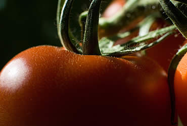 Claves para comprender la amenaza contra el tomate mexicano