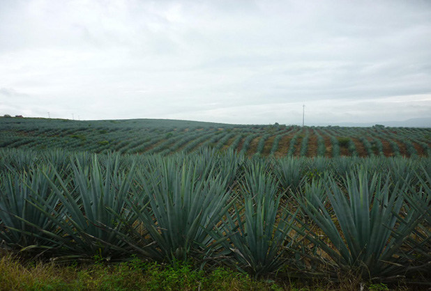 Tequila, el soberano del agave necesita ayuda fifu