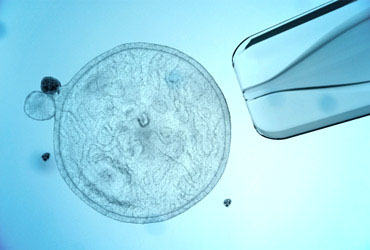 La ciencia está de fiesta: clonan célula madre embrionaria fifu