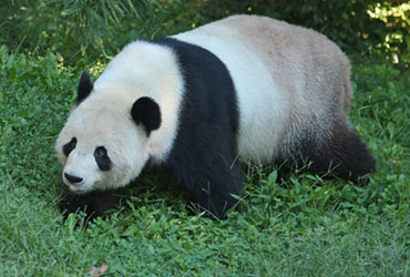 Crearán antibiótico con sangre de osos panda fifu