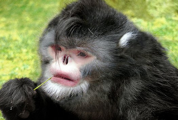 Mono estornudador de nariz respingada