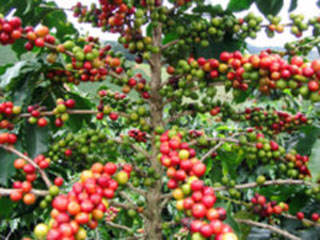 Construirán planta liofilizadora de café fifu