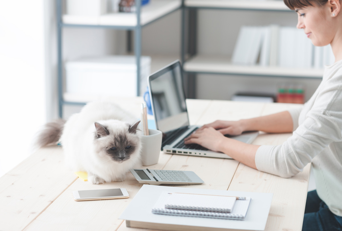 5 pasos para activar la cultura Pet Friendly en tu oficina fifu