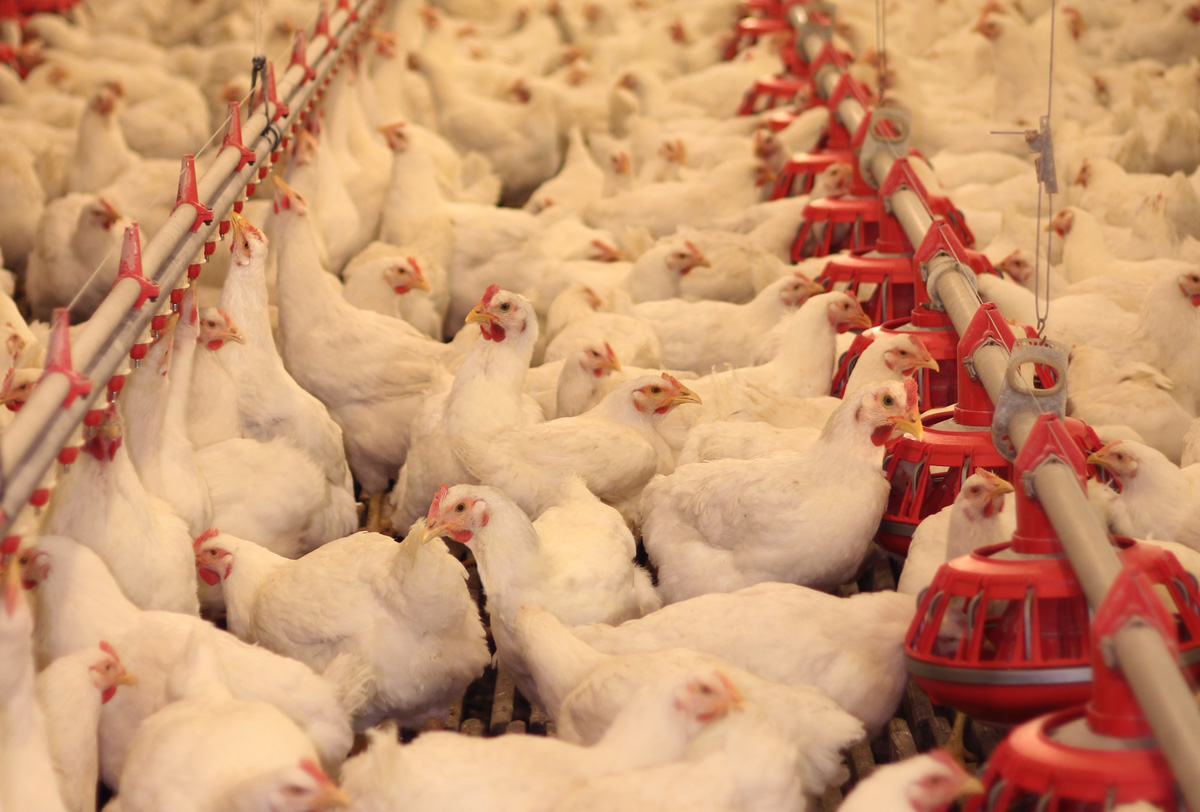 Consumidores pagaron 107 mdp por sobreprecio en pollo fifu