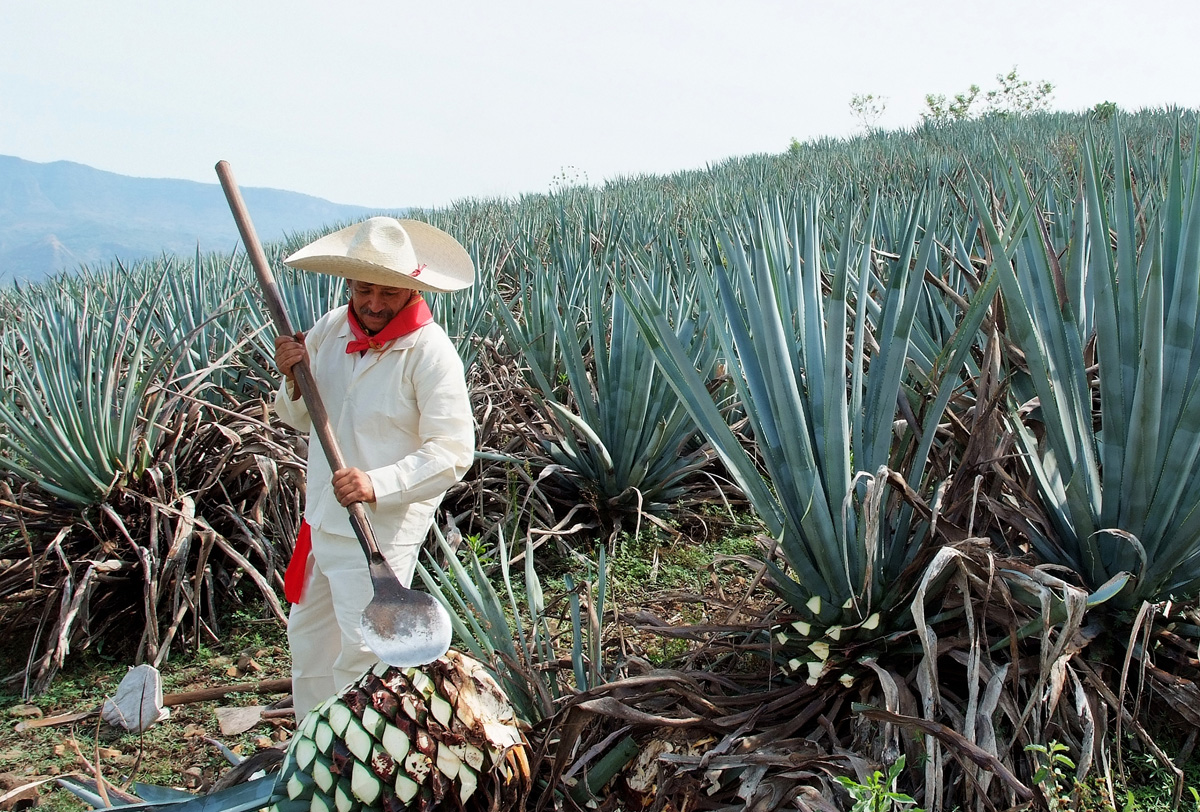 La importancia de proteger los sabores de México fifu