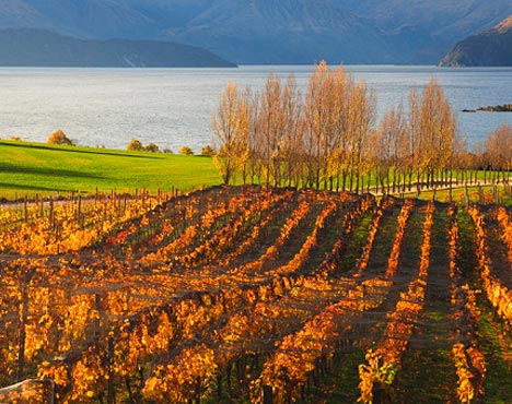La ruta del vino en Nueva Zelanda fifu