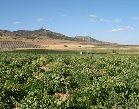 Los históricos caminos del vino en La Mancha fifu