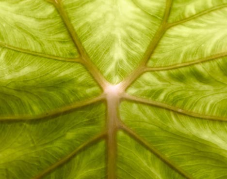 Biomimésis, imitando a la naturaleza fifu