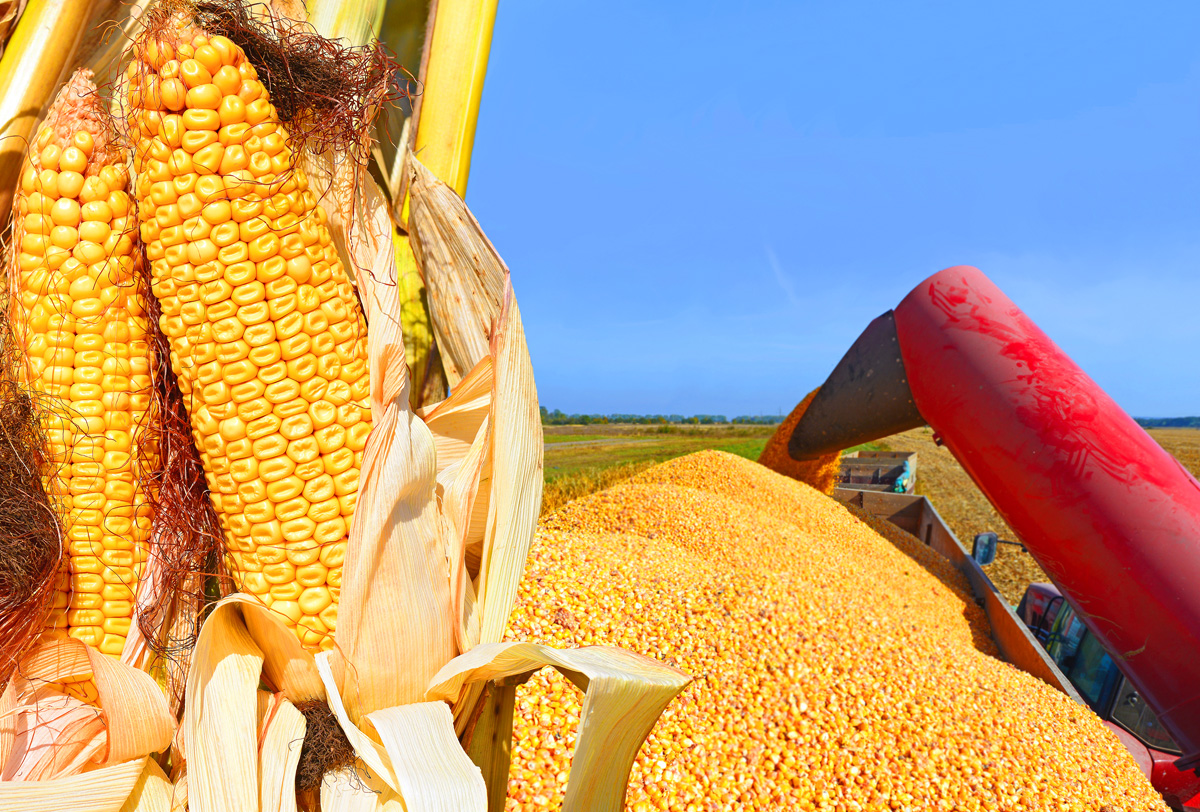 Consumo de maíz en el país cerrará el año en 46 millones de toneladas: GCMA