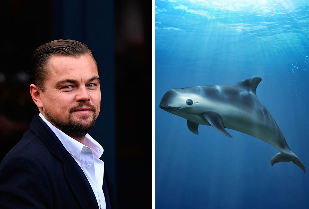 Por qué a Leonardo DiCaprio le preocupa la vaquita marina