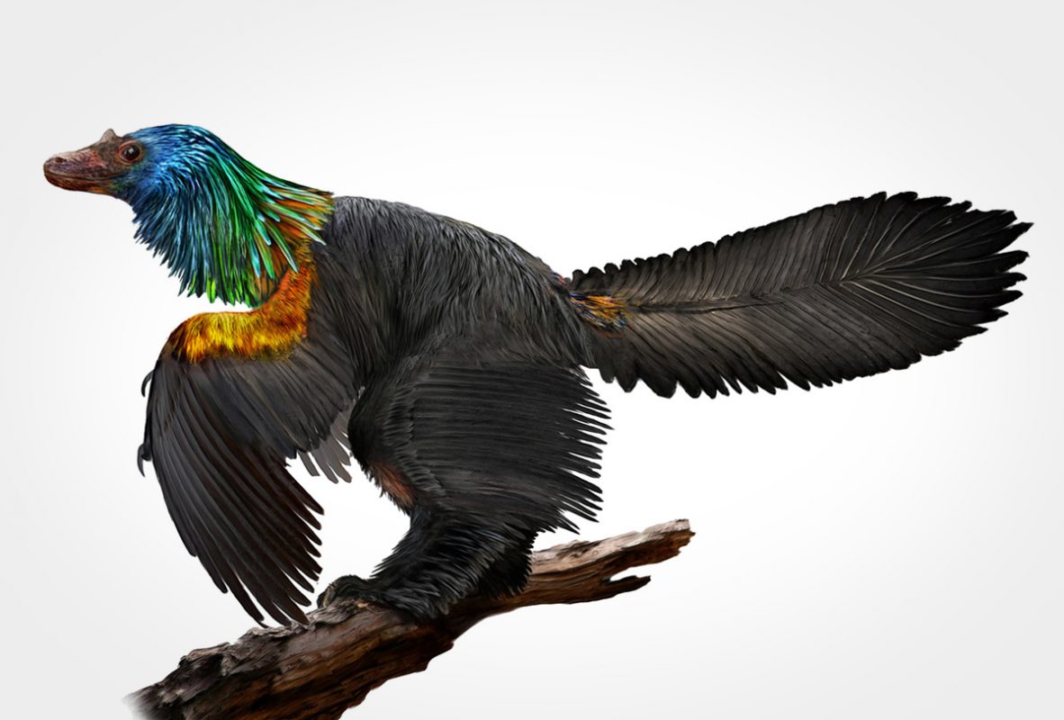 China descubre al dinosaurio arcoíris e impresiona a la ciencia Alto