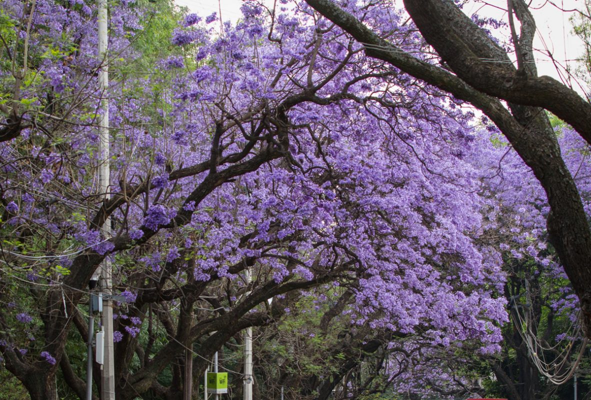 Las tres leyendas que trajeron las jacarandas a la Ciudad de México