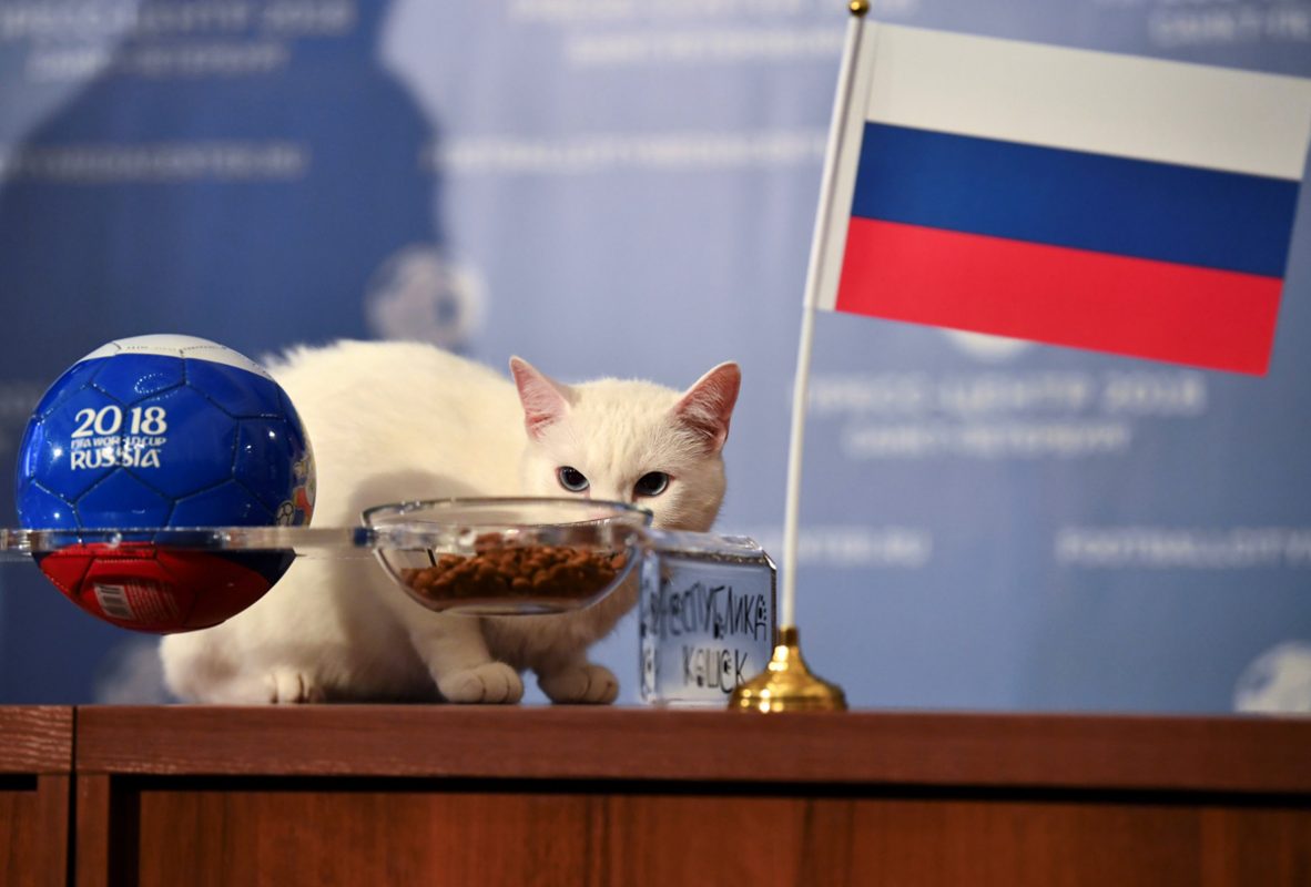 El gato Aquiles, el oráculo que predice los resultados del Mundial - Nivel