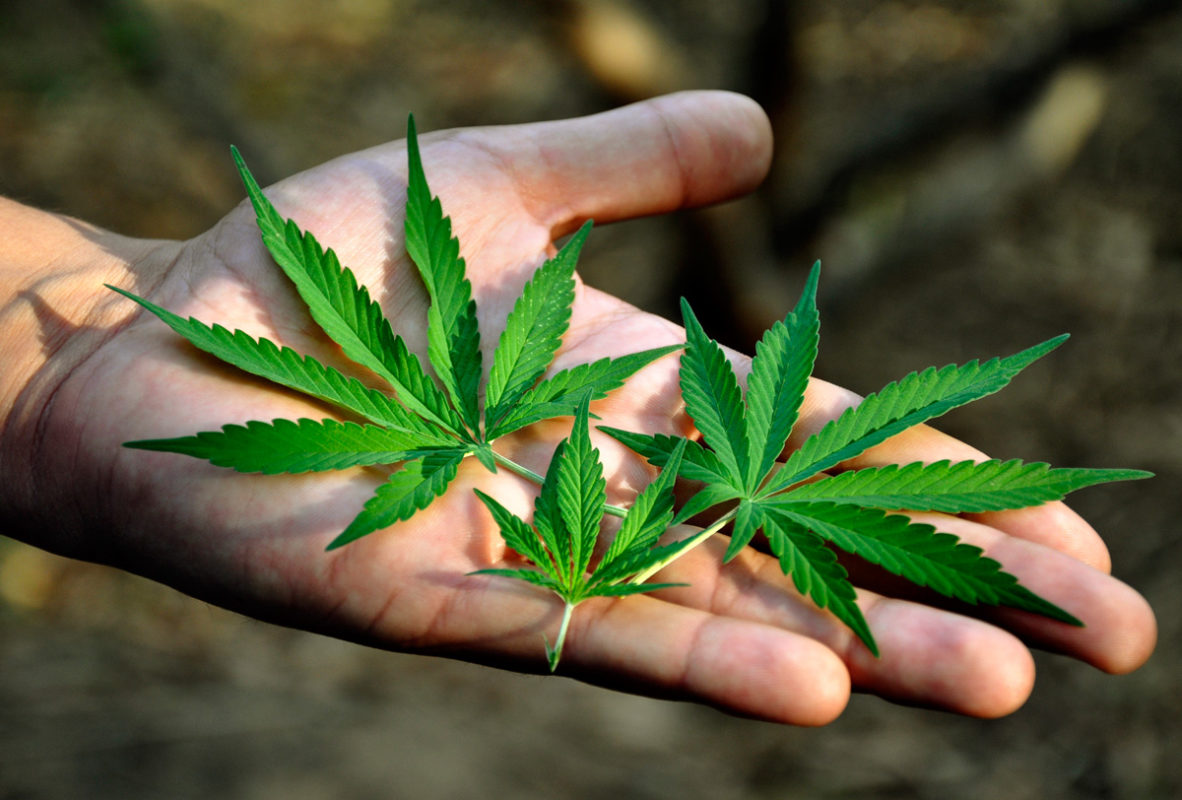 Prevén alza en terapia vs adicción por el uso lúdico de marihuana 