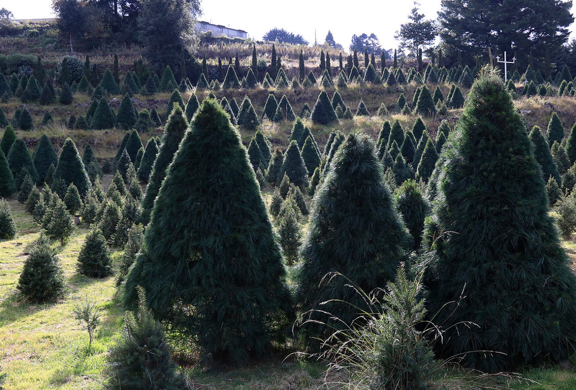 ¿Cuál es el impacto económico de un árbol de Navidad mexicano?