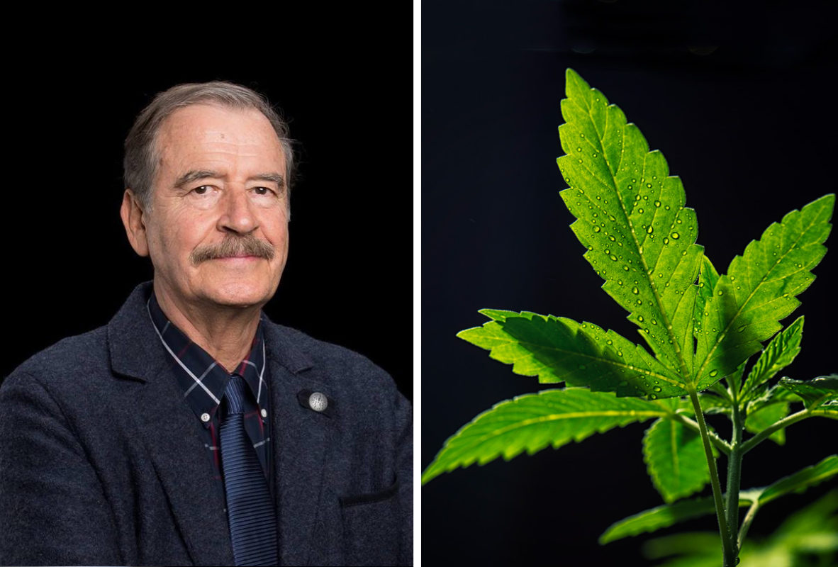 Vicente Fox quiere quitarle la “maravillosa” marihuana a criminales