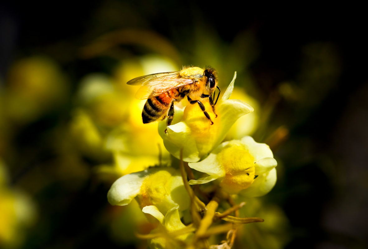 flota pañuelo de papel escala Por qué 2,000 especies de abejas están en peligro de extinción