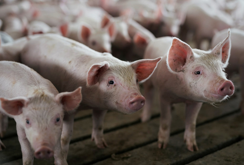 El gobierno mexicano había impuesto aranceles a paletas de carne de cerdo