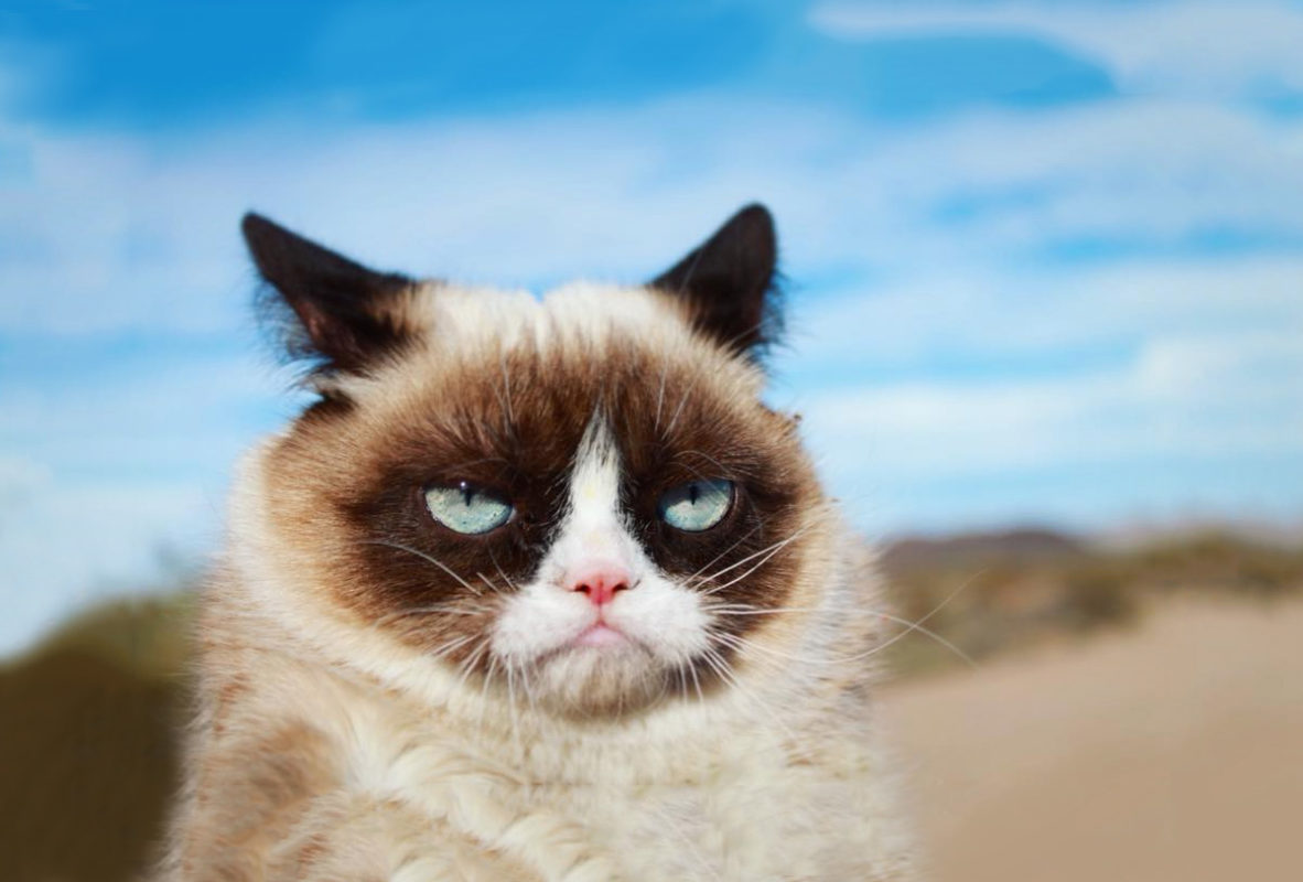 Grumpy Cat: la muerte de una celebridad gatuna de internet