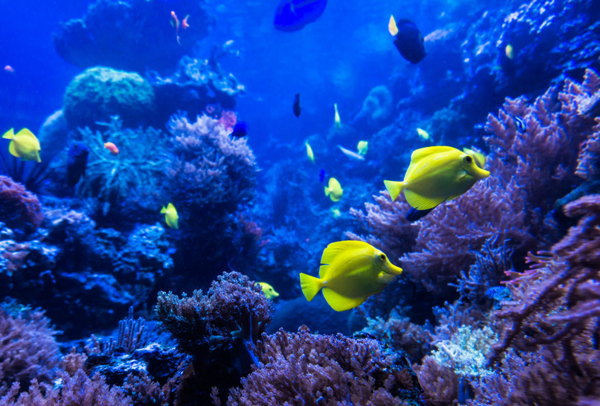 ¿Qué podemos hacer para proteger al océano de los efectos del turismo?