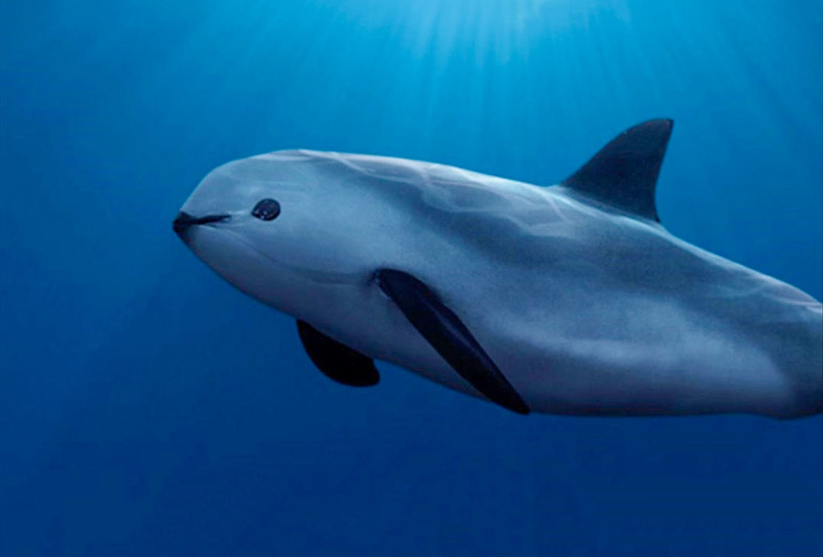 Vaquita marina: los factores ambientales la llevaron a la extinción