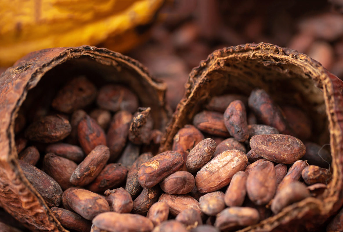 Chocolateros van al rescate del cacao mexicano | Alto Nivel