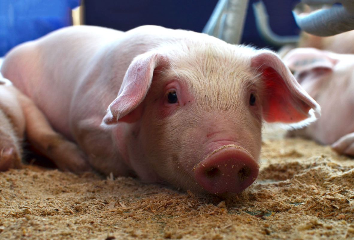 Este es el virus que mata a millones de cerdos en China y amenaza a EU
