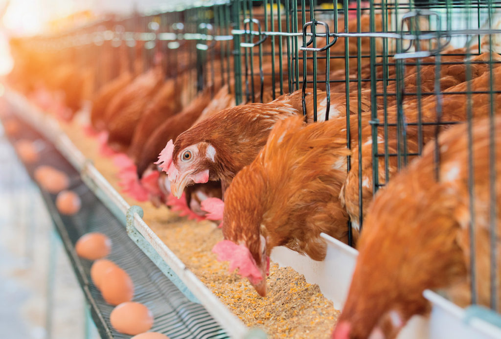 Agricultura gallinas