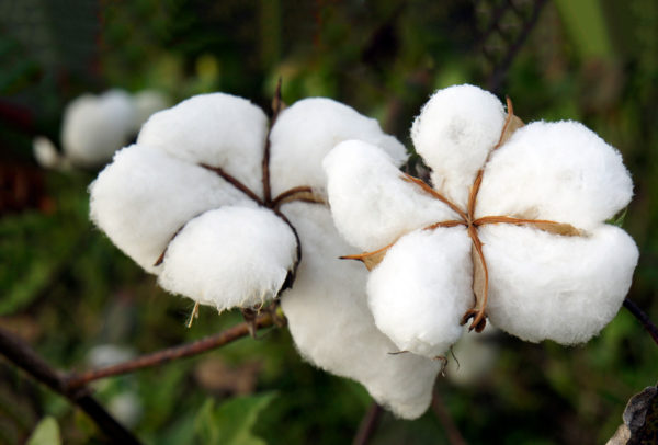 Impacto en el sector de la moda: Precios de algodón se disparan por clima e inflación