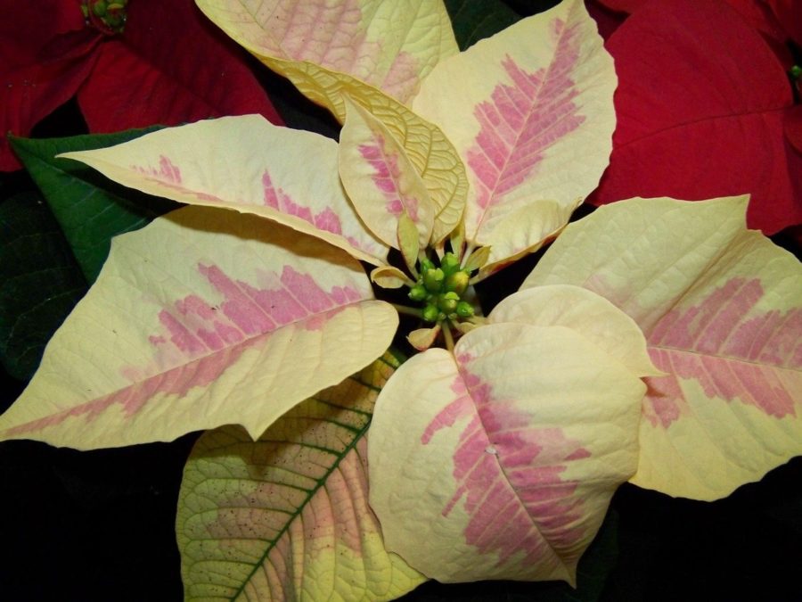 Nochebuena, la flor de los guerreros aztecas que México dio al mundo - Alto  Nivel