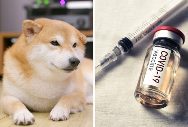 Rusia anuncia primera vacuna anticovid para animales