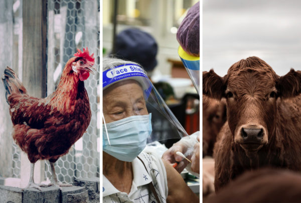 Vacunación Covid-19: Sortean pollos, vacas y departamentos para animar a gente a vacunarse