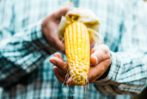 ¿Sabías que la palabra ‘maíz’ no viene del náhuatl? Este es su verdadero origen