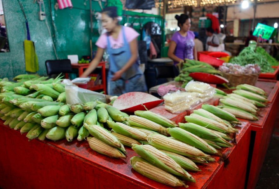 Supremo de México mantiene prohibición de siembra de maíz transgénico en país